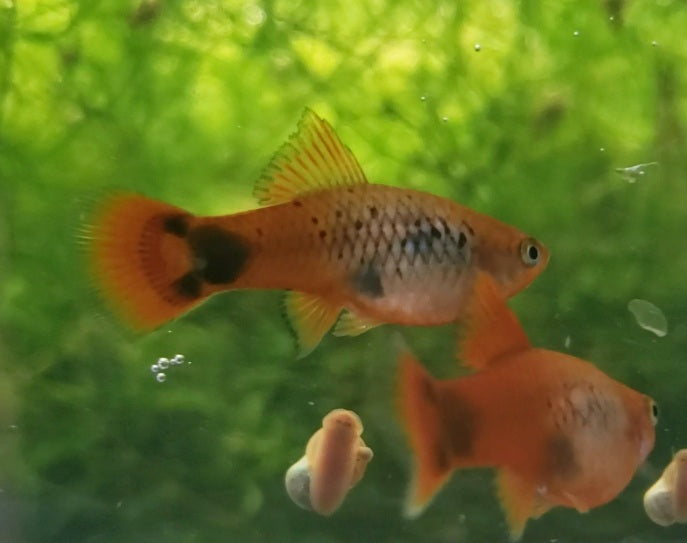 Calico Red Coral Mickey Mouse Platy
