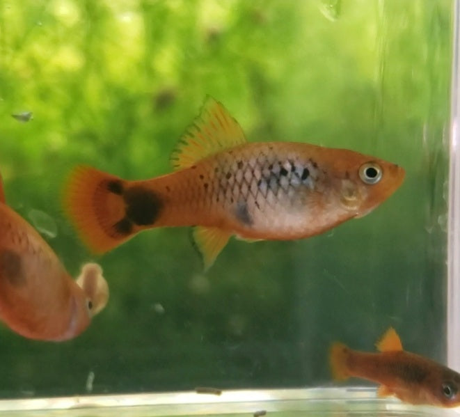 Calico Red Coral Mickey Mouse Platy