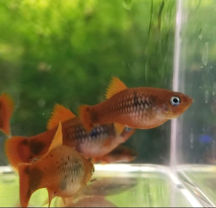 Calico Red Coral Mickey Mouse Platy
