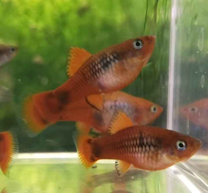Calico Red Coral Mickey Mouse Platy