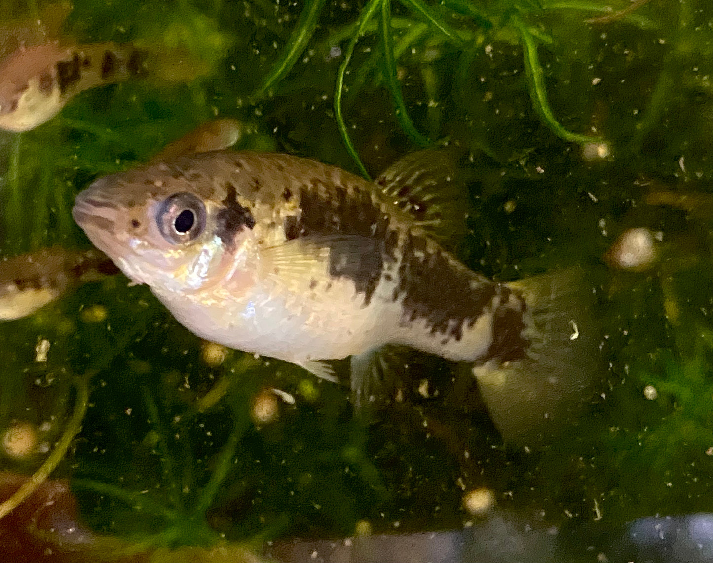 Cuban Banded Limia, Limia vittata