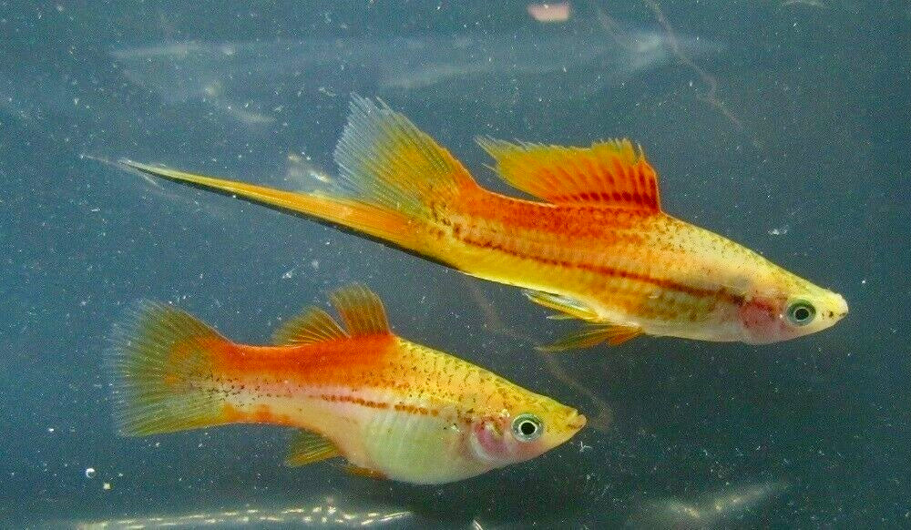 X. Helleri, Pineapple Swordtail