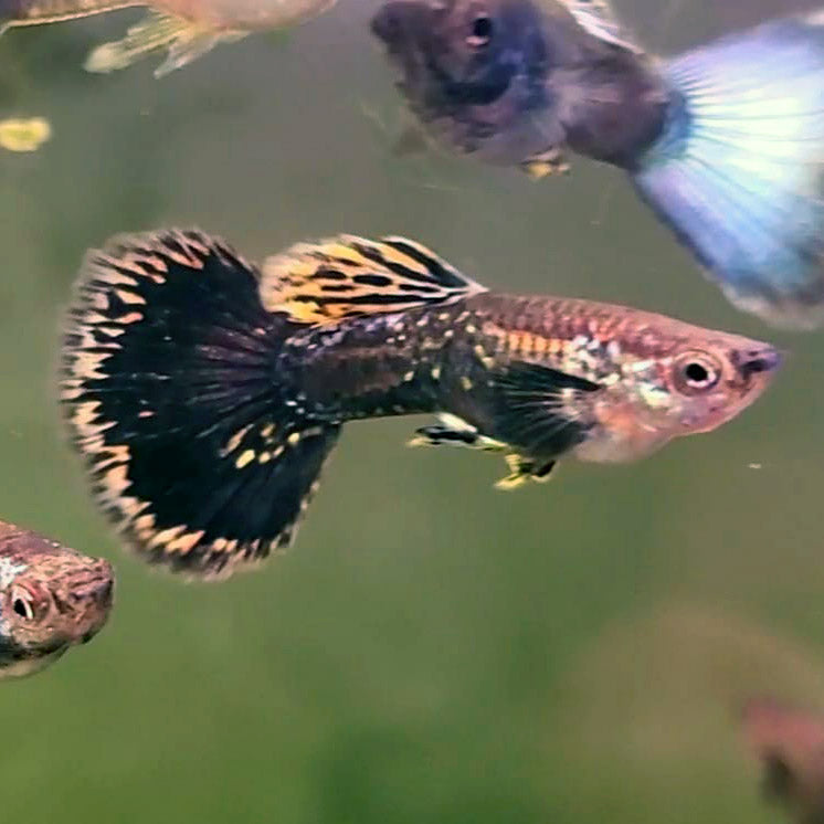 Recessive Gene Dragons, Assorted