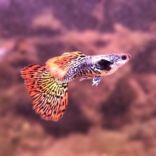 Recessive Gene Dragons, Assorted
