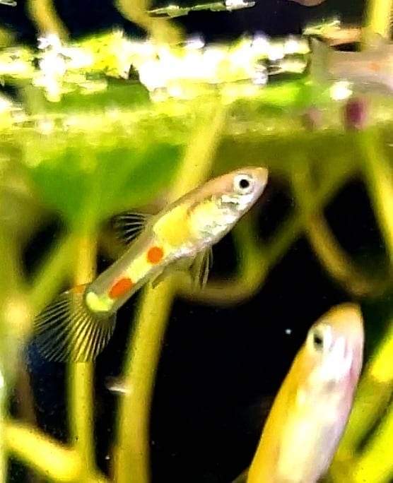 Assorted Endlers "Discounted"