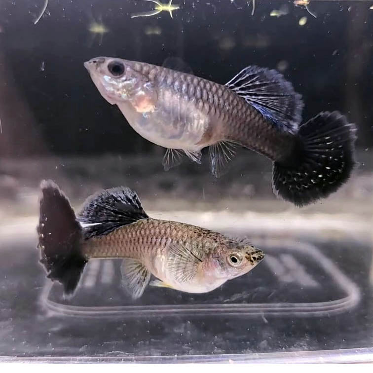 Assorted Fancy Guppy "Discounted"