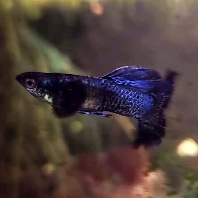 Assorted Fancy Guppy "Discounted"