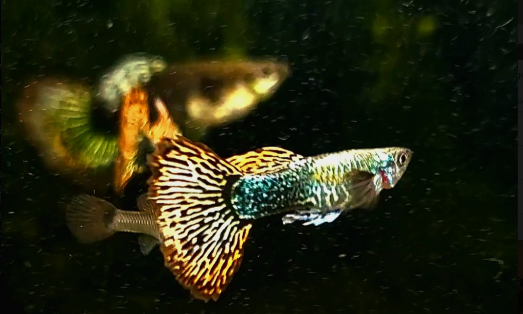 Assorted Fancy Guppy "Discounted"