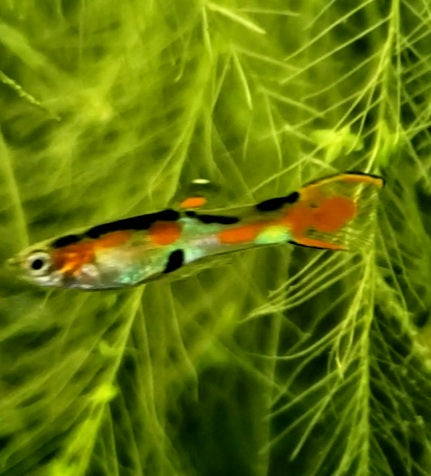 Pure Cumana, Flametail Endler *EBA Certified*