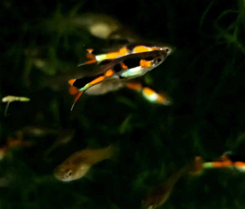 Assorted Endlers "Discounted"