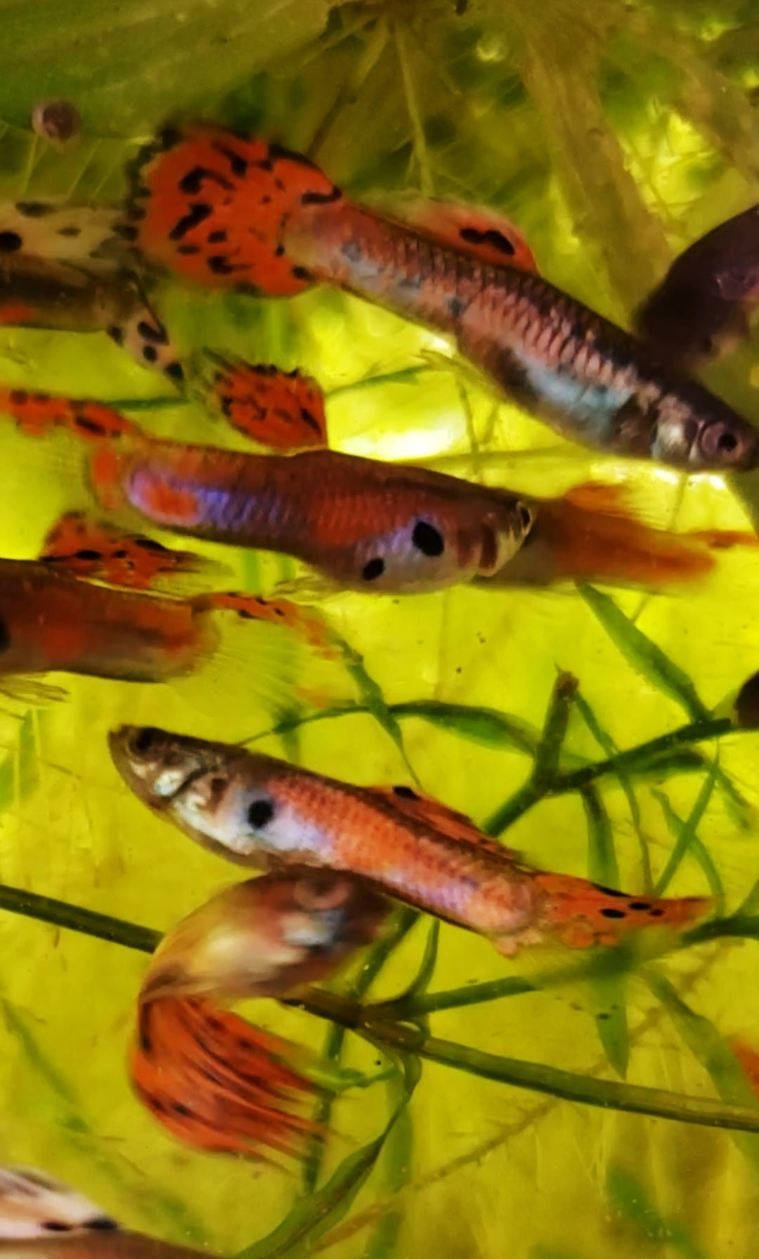 Fancy Orange Guppy