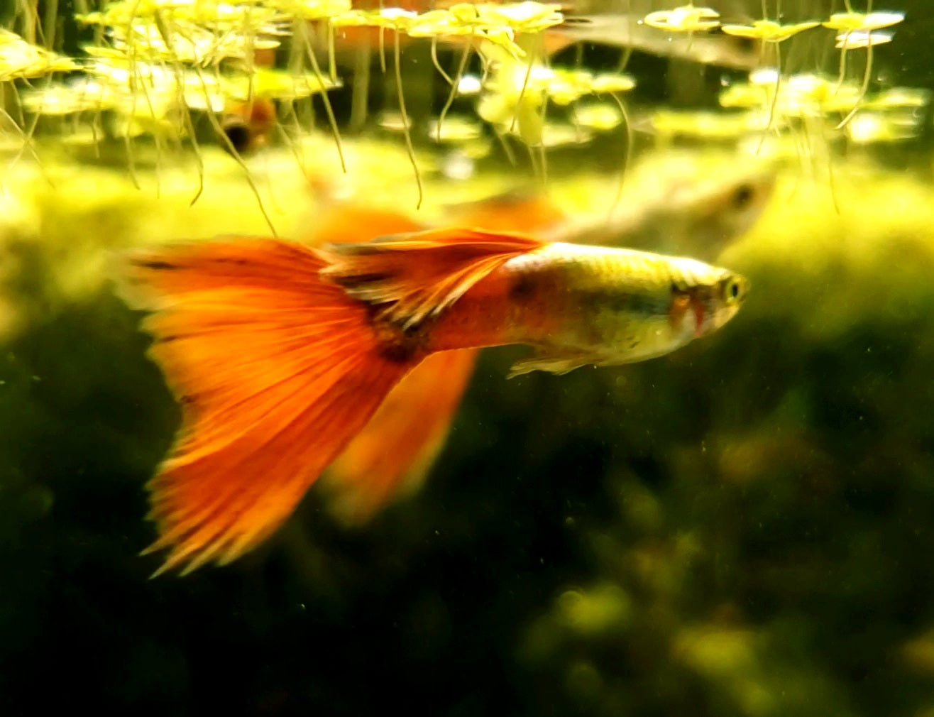 Platinum Delta Redtail