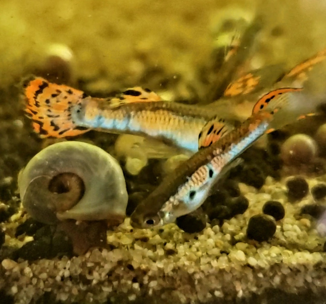 Fancy Orange Guppy