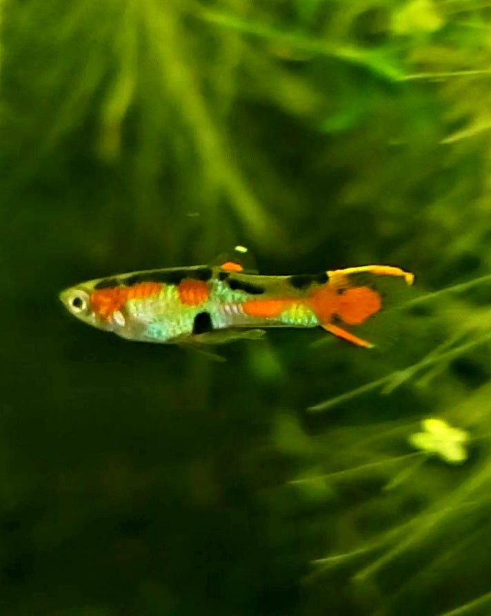 Pure Cumana, Flametail Endler *EBA Certified*
