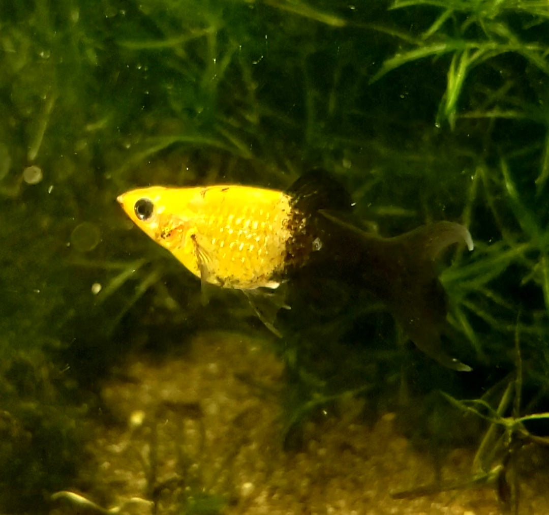 Gold Dust Lyretail Molly