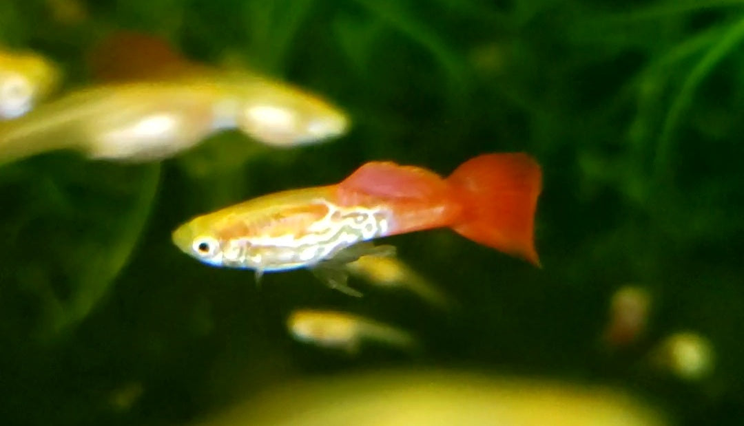 Blonde Cobra