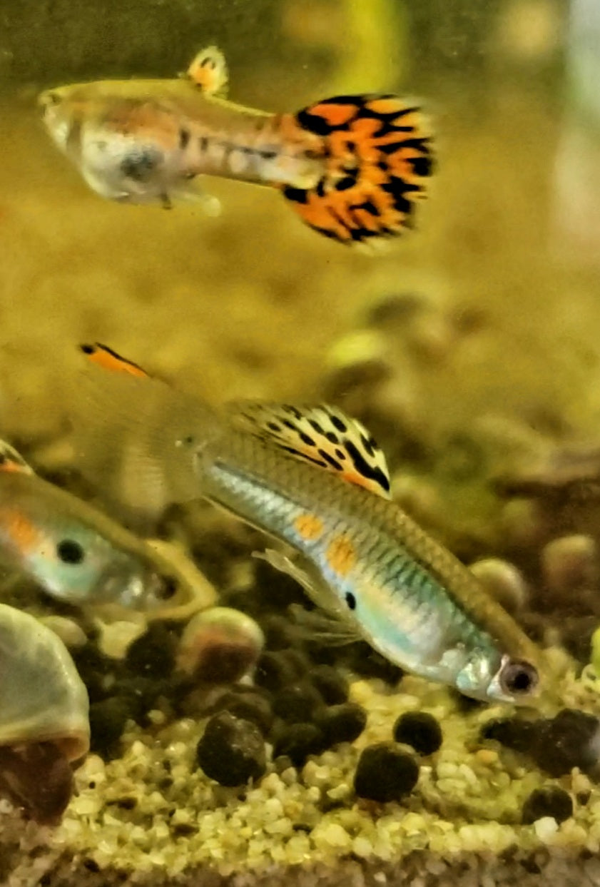 Fancy Orange Guppy