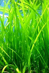 Italian Vallniseria "Val" smaller relative of Jungle Val