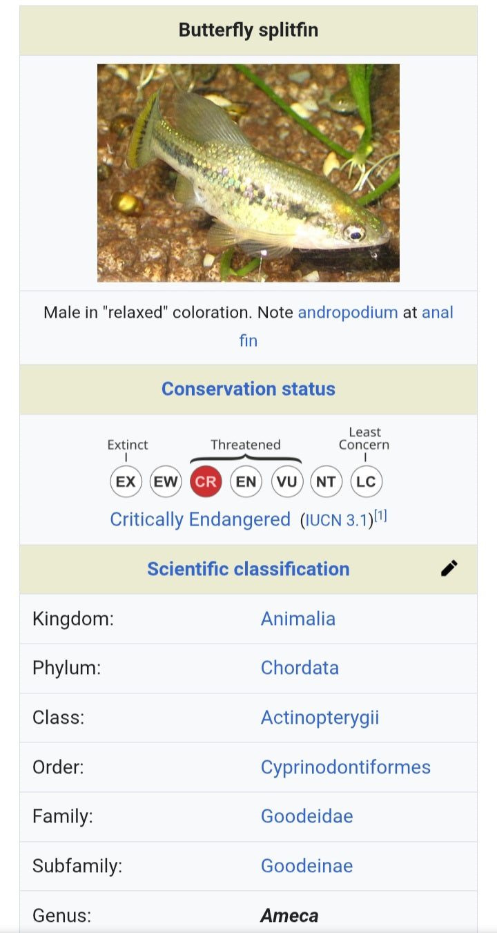 Critically Endangered,  Butterfly Splitfin Goodeid