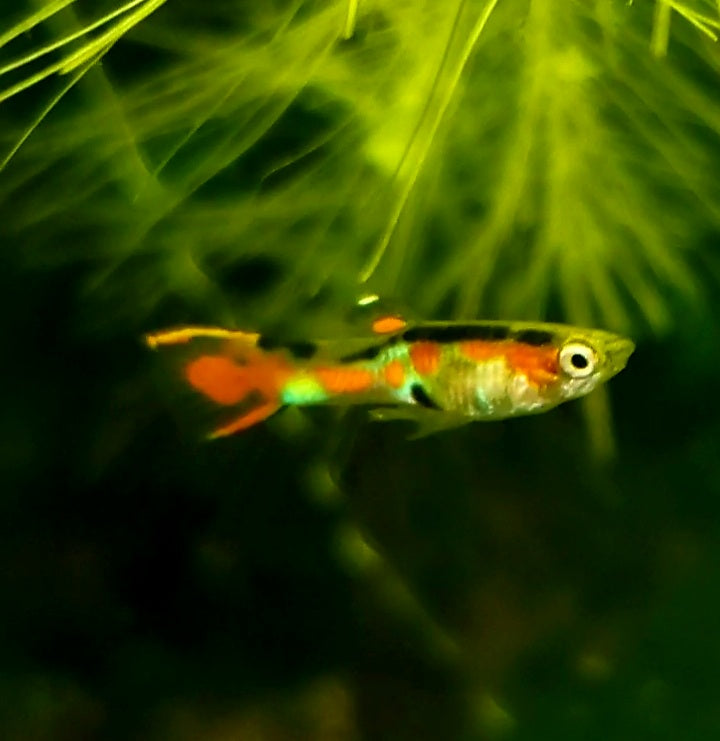 Pure Cumana, Flametail Endler *EBA Certified*
