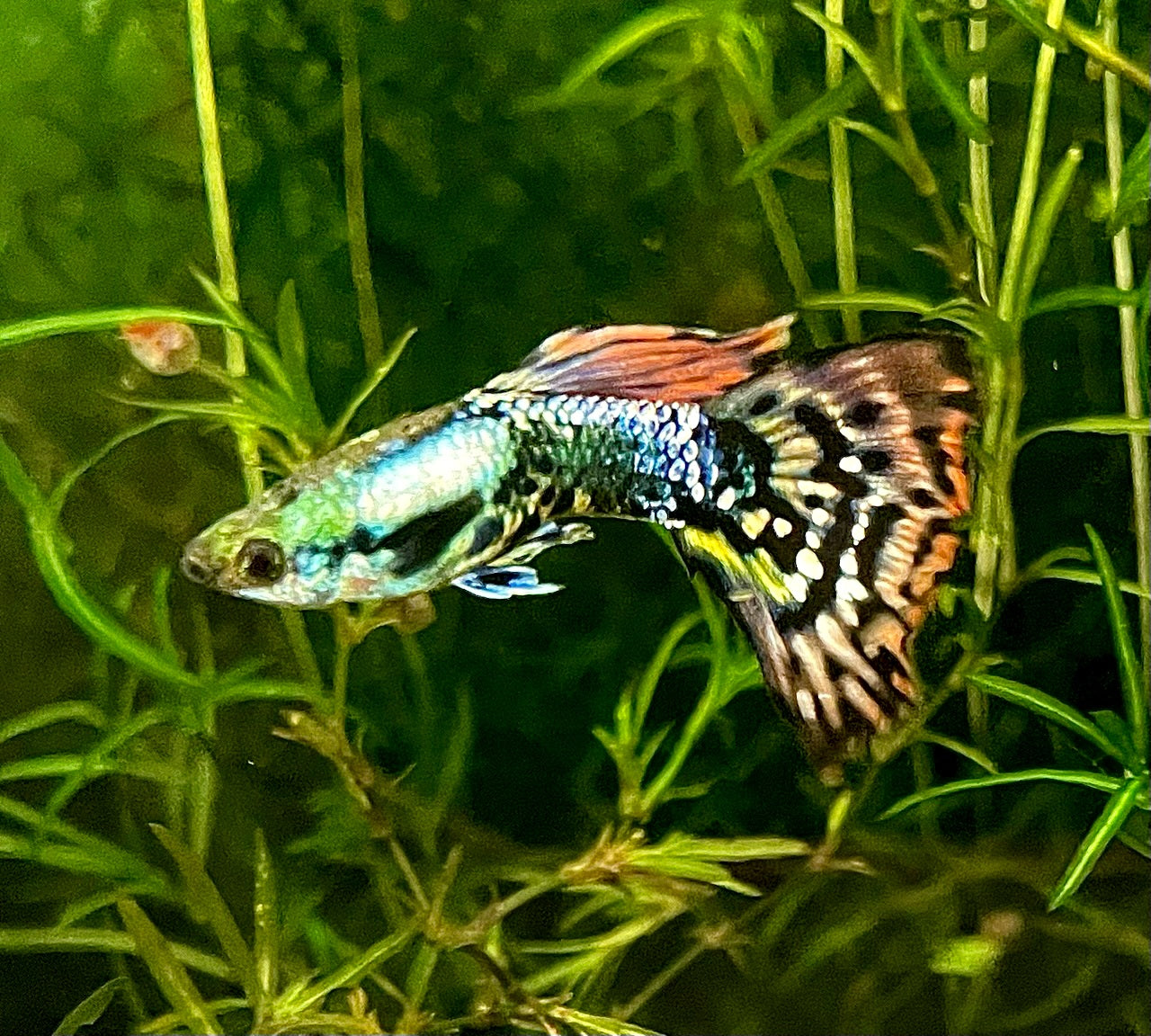 Assorted Fancy Guppy "Discounted"