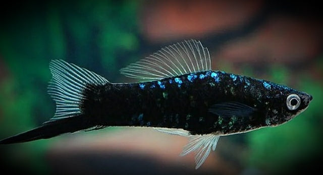 X. Helleri, Black Swordtail