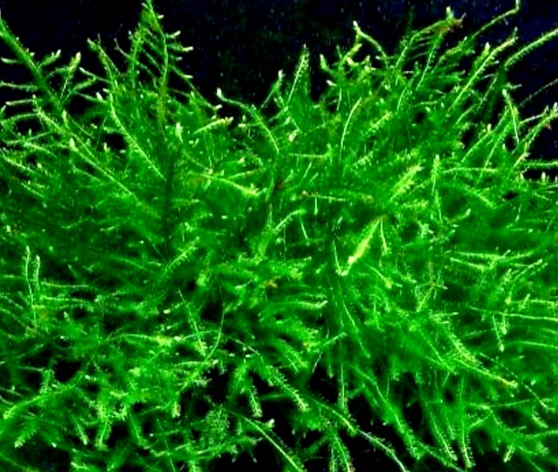 Java Moss