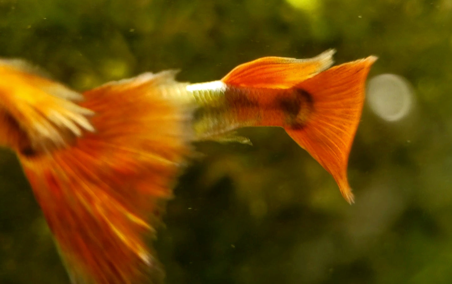 Platinum Delta Redtail