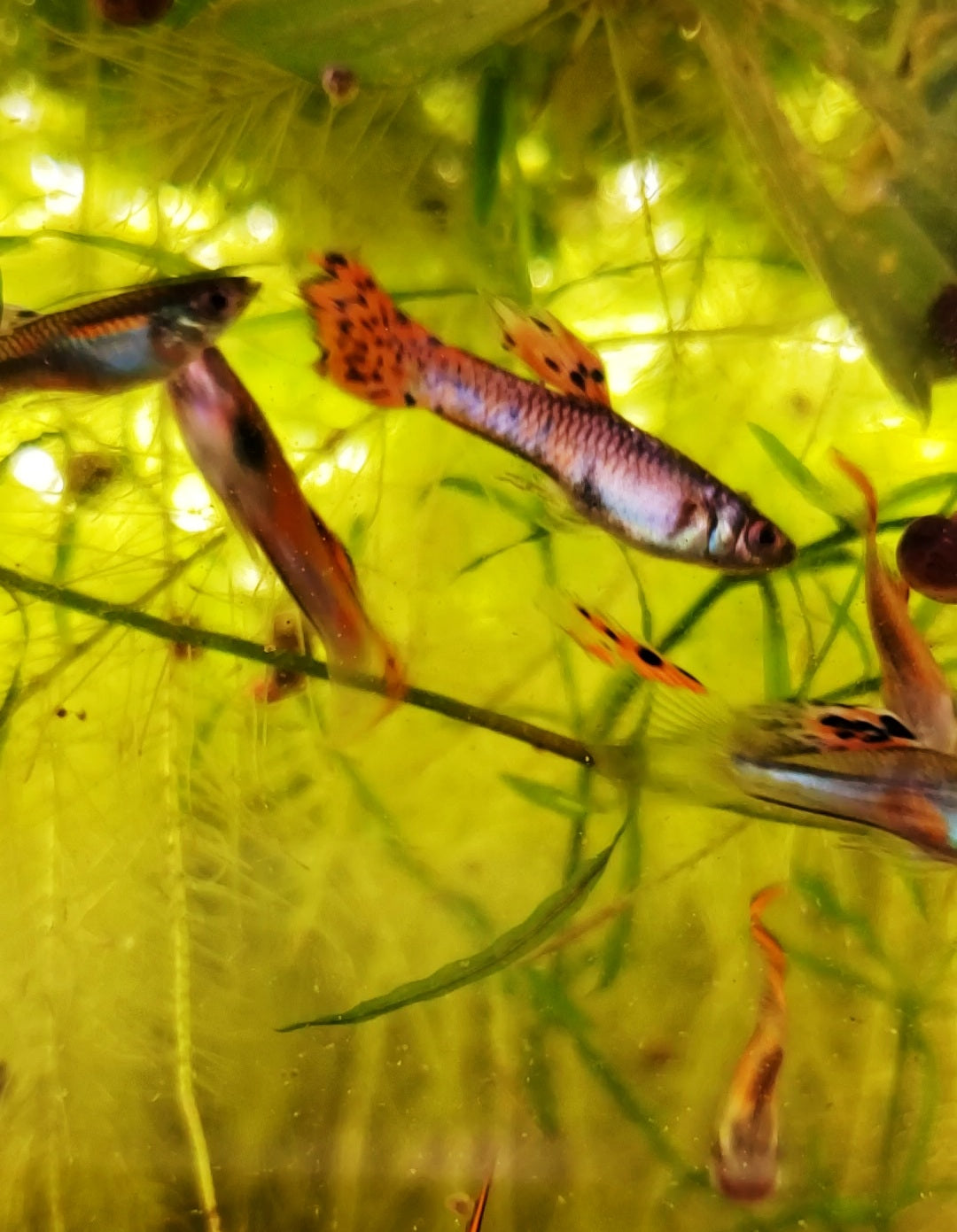 Fancy Orange Guppy