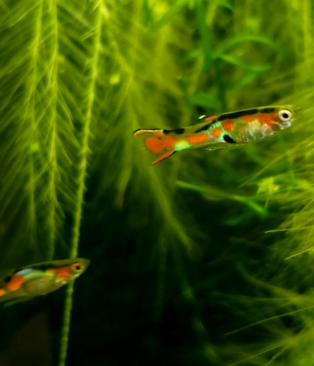 Pure Cumana, Flametail Endler *EBA Certified*