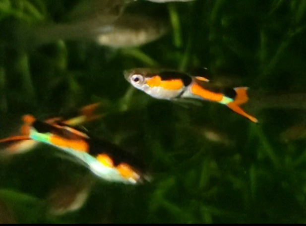 Pure Cumana Painted Orchid Endler *EBA Certified*