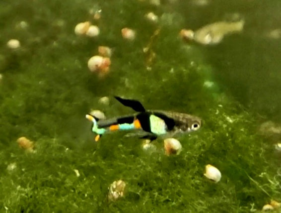 Genuine Campoma, El Tigre Endler *EBA Certified*