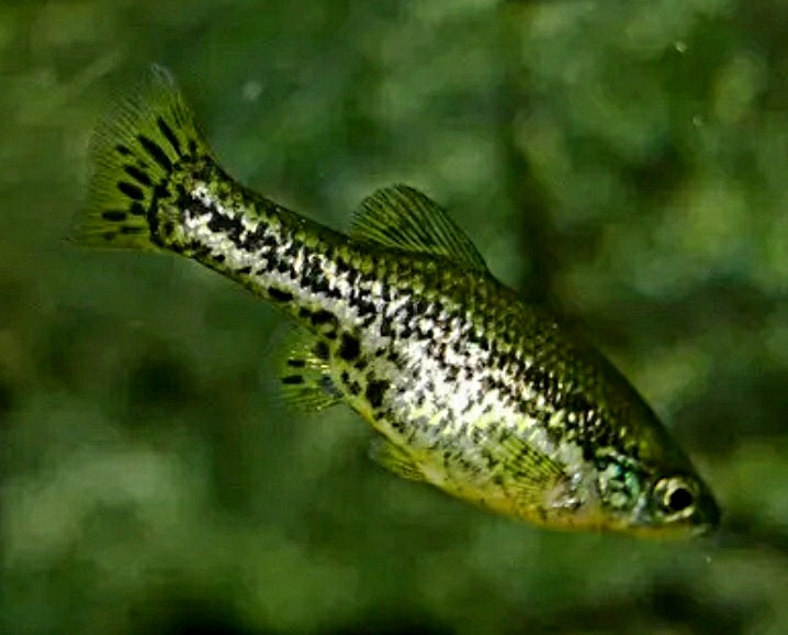 Critically Endangered,  Butterfly Splitfin Goodeid