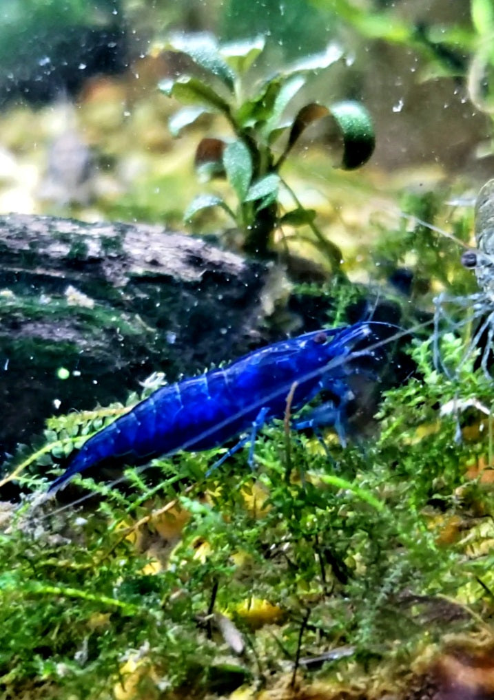 Blue Dream, Neocardina