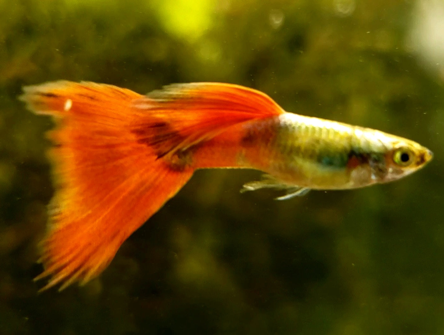 Platinum Delta Redtail