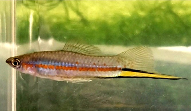 (Threatened), X. Clemencia, Yellow Swordtail
