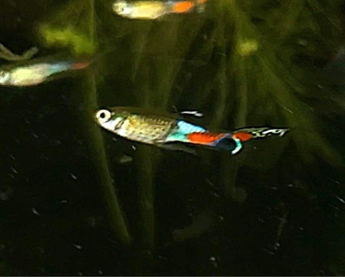 Genuine Campoma 31 Endler "Blue Snake" *EBA Certified*
