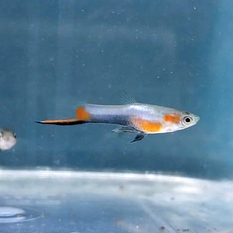 French Blue Star Endler *EBA Certified*