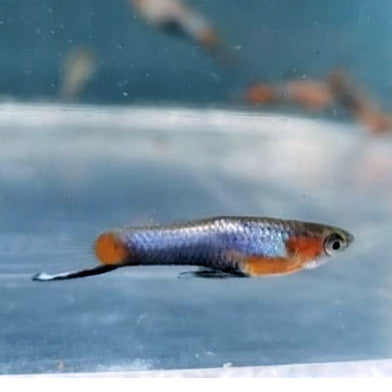 French Blue Star Endler *EBA Certified*