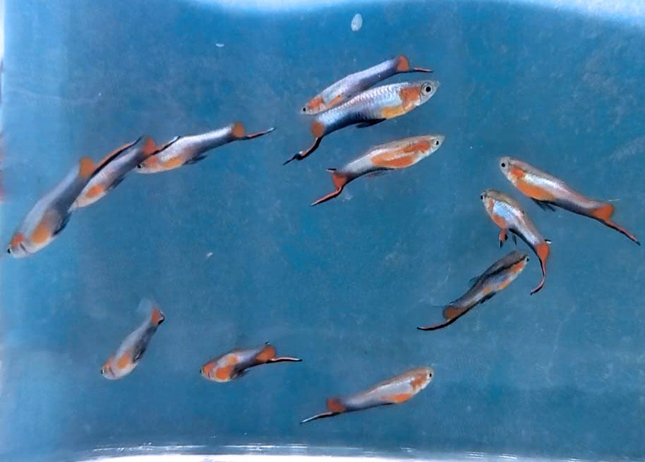 French Blue Star Endler *EBA Certified*