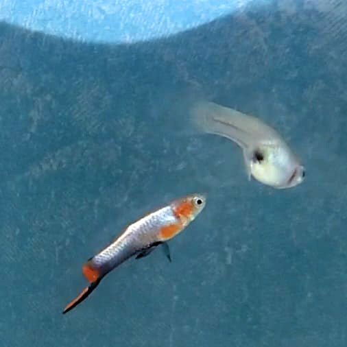 French Blue Star Endler *EBA Certified*