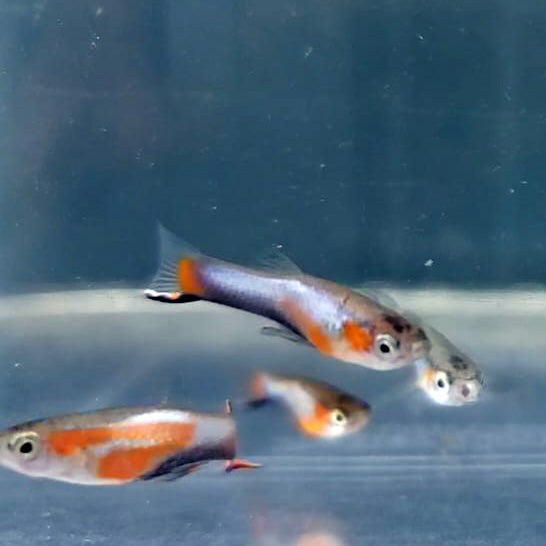 French Blue Star Endler *EBA Certified*