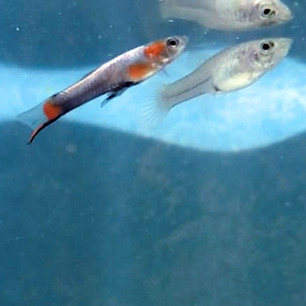 French Blue Star Endler *EBA Certified*