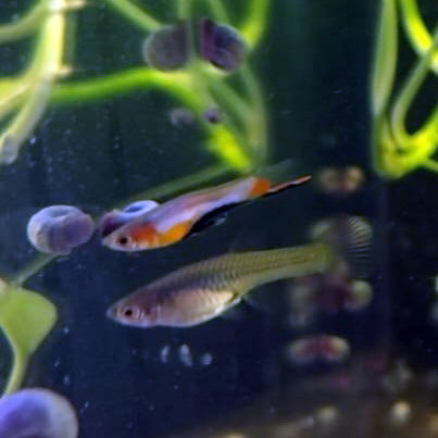 French Blue Star Endler *EBA Certified*