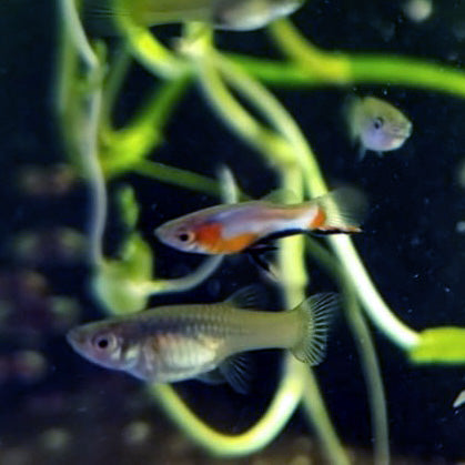 French Blue Star Endler *EBA Certified*