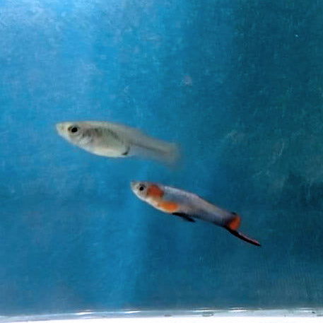 French Blue Star Endler *EBA Certified*