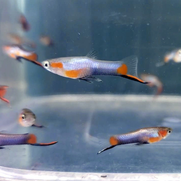 French Blue Star Endler *EBA Certified*