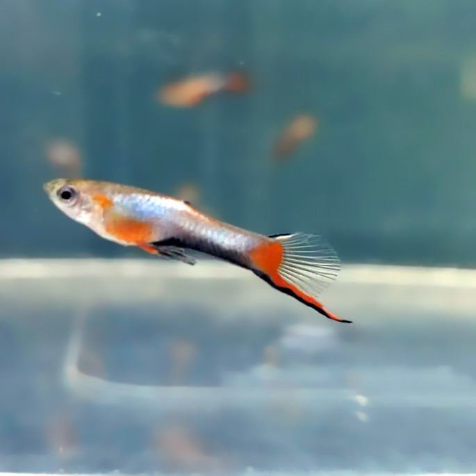 French Blue Star Endler *EBA Certified*