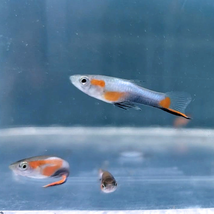 French Blue Star Endler *EBA Certified*