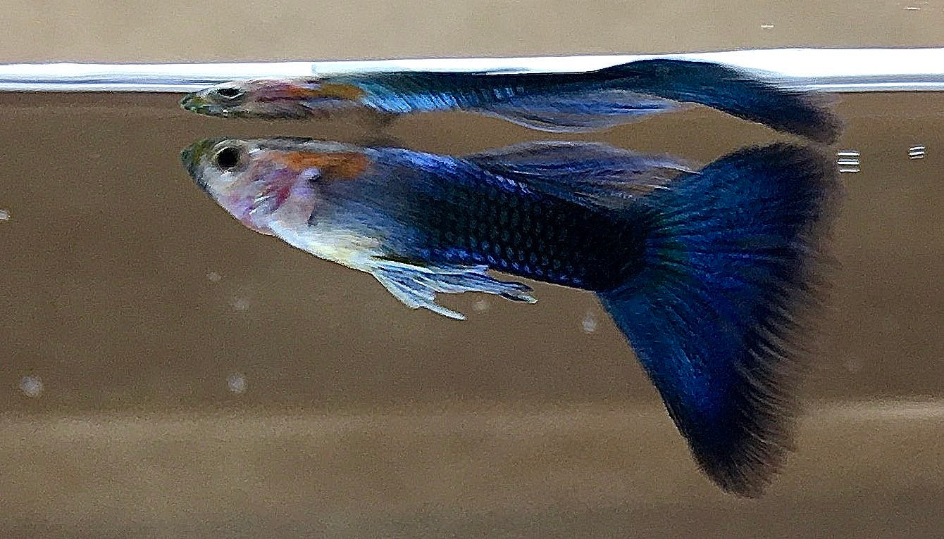 Assorted Fancy Guppy "Discounted"